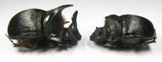 Heliocopris Gigas Andersoni Pair With Male 56mm Female 49mm (scarabaeidae)