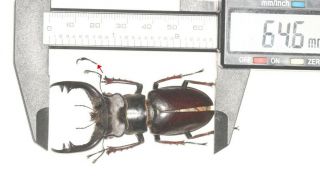 Lucanidae Lucanus Langi 64.  6mm Top Size
