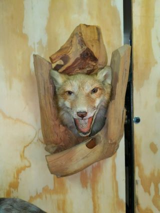 Vintage Taxidermy Red Fox Shoulder Wood Mount Head Teeth Showing Fur