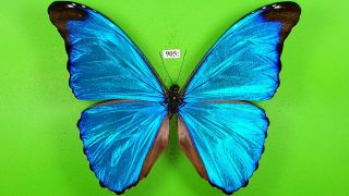Morphidae Morpho Absoloni Male From Peru Mounted 905