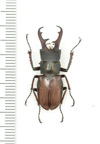 Lucanidae Lucanus Nosei 29mm From Myanmar