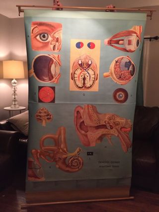Vintage 1963 Denoyer - Geppert Pull Down Anatomy Chart - Eye & Ear - M.  Rohl