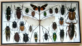 24 Real Bug Mounted Beetle Boxed Rare Insect Display Taxidermy Entomology
