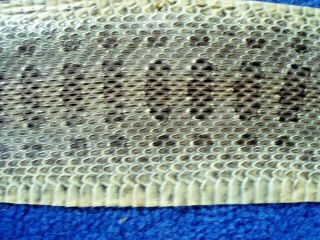 Rattlesnake Skin Prairie Rattler Hide Soft Tanned Bow Wrap Blanks Art 45 Inch R8