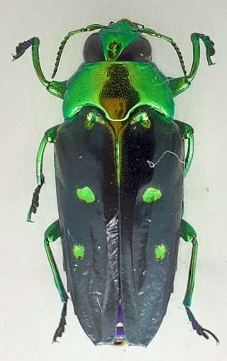 Coleoptera/buprestidae Sp 1 From Peru