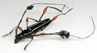 Cerambycidae/cerambycidae Sp 28 From Peru