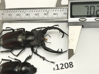 K1208 Unmounted Beetle Lucanus Dongi Rare Vietnam Central