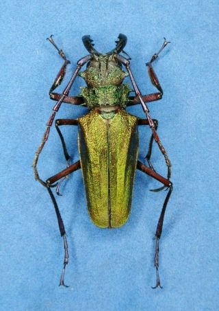 Cerambycidae Psalidognathus Superbus Male 58 A1,  From - Peru