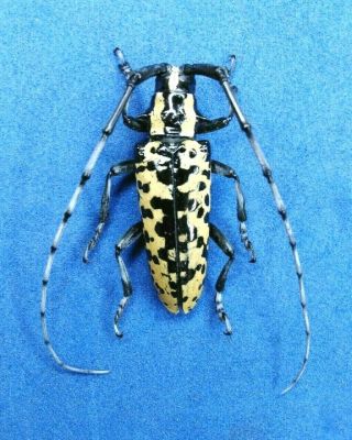 Cerambycidae Deliathis Batesi Very Rare A1 From - Mexico