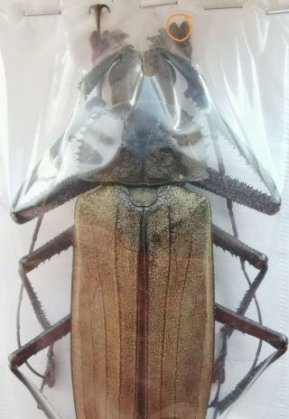 Insect,  Beetles,  Prioninae,  Xixuthrus Sp,  Ceram Is,  115 Mm