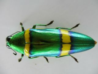 50108 Buprestidae,  Chrysochroa sp?.  Vietnam S 2