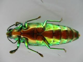 50108 Buprestidae,  Chrysochroa sp?.  Vietnam S 3
