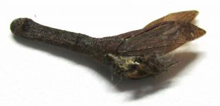 014 Mi : Membracidae: Pyrgonota Species? 11mm