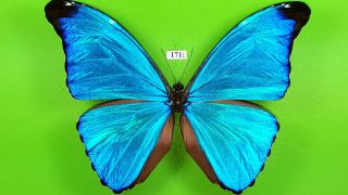 Morphidae Morpho Absoloni Male From Peru Mounted 171