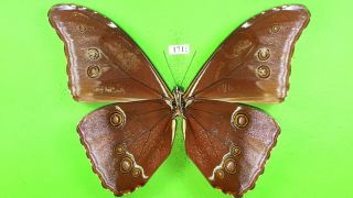 MORPHIDAE Morpho absoloni MALE from PERU mounted 171 2