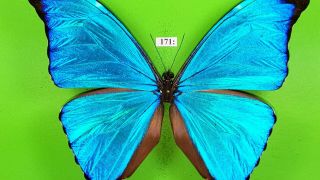 MORPHIDAE Morpho absoloni MALE from PERU mounted 171 3