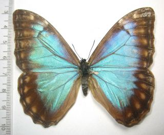 Nymphalidae Satyrinae Morpho Aurora Lamasi,  Female 2 From PerÚ