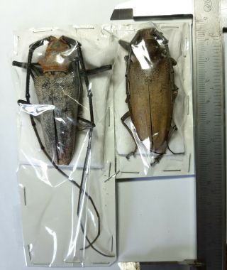Xlarge Uncommon Cerambycidae : Batocera Sumbaensis 1 Pair,  Sumba,  Indonesia