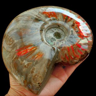 6325ct 100 Natural Iridescent Ammonite Rough Specimen Fossil Yanh194