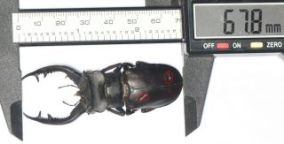 Lucanidae Lucanus Furcifer 67.  8mm Tibet