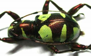 003 Mi : Cerambycidae: Doliops Species? Male 12.  5mm