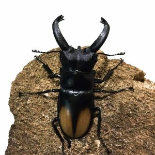Live • Giant Stag Beetle - Hexarthrius Parryi Deyrollei,  Adult (male).