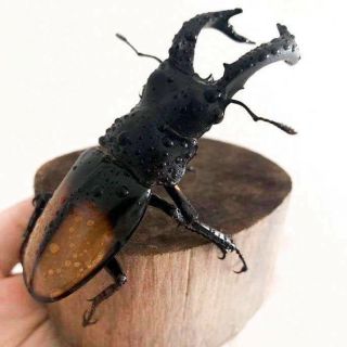 LIVE • Giant Stag Beetle - Hexarthrius Parryi Deyrollei,  Adult (Male). 3