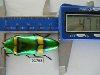 51768 Buprestidae,  Chrysochroa Sp.  Vietnam S