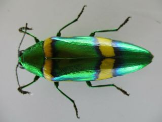 51768 Buprestidae,  Chrysochroa sp.  Vietnam S 2