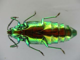 51768 Buprestidae,  Chrysochroa sp.  Vietnam S 3