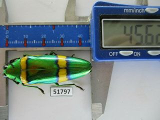 51797 Buprestidae,  Chrysochroa Sp.  Vietnam S