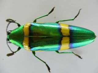 51797 Buprestidae,  Chrysochroa sp.  Vietnam S 2