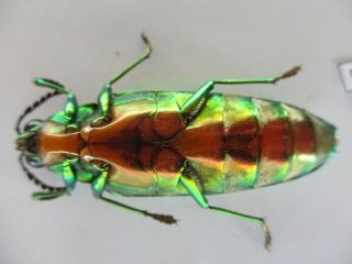 51797 Buprestidae,  Chrysochroa sp.  Vietnam S 3