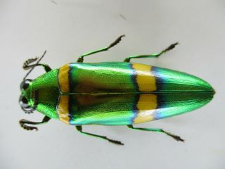 51762 Buprestidae,  Chrysochroa sp.  Vietnam S 2