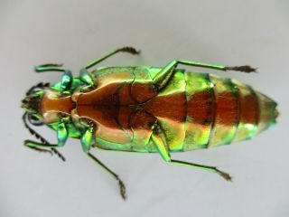 51762 Buprestidae,  Chrysochroa sp.  Vietnam S 3