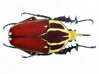Mecynorrhina Ugandensis Male Huge Xxl Size 71mm,  Red Cetonidae Uganda Rarity