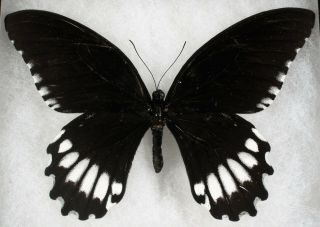 Insect/butterfly/ Papilio Jordani - Male 5 "