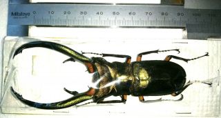 Cyclommatus Elaphus 95mm From Sumatra Indonesia