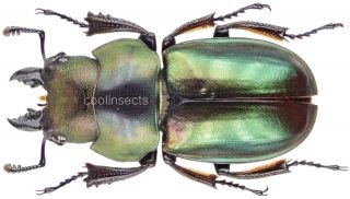 Insect - Lucanidae Odontolabis Invitabilis - N.  Sumatra - Mes.  Male 24mm.