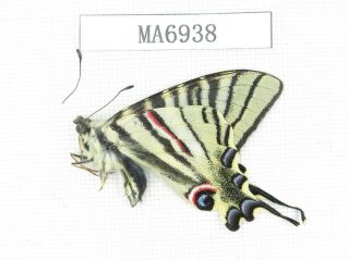 Butterfly.  Iphiclides Podalirinus.  China,  W Sichuan,  Batang.  1m.  Ma6938.