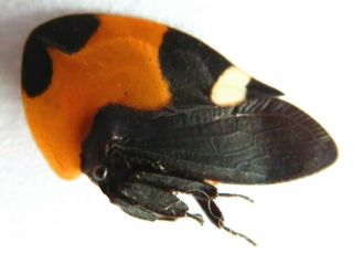 Membracidae - Sp 12mm Special Orange Insect From Ucayali - Peru Only One