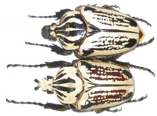 Cetoniinae Goliathus Usambarensis Pair A1 Male 64mm (tanzania)