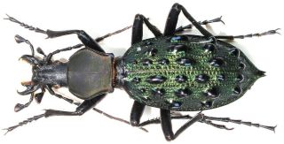 25.  Carabidae - Carabus (coptolabrus) Szechwanensis.  Male,  A2,  Topotype