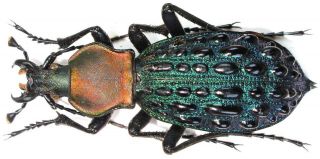 11.  Carabidae - Carabus (coptolabrus) Mirificus Ssp.  Huayanensis - Topotyp.  Male
