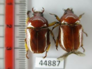 44887.  Rutelidae: Didrepanephorus Sp?.  Vietnam Central.  Over 2000m.  Rare