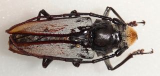 Cerambycidae Callipogon Senex " Strange " Mexico A11 Insect Longhorn Beetle