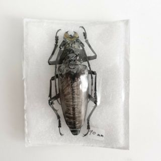 Cerambycidae - Callipogon Barbatus Female | Q.  Roo,  Mexico | A1,  87 Mm Perfect