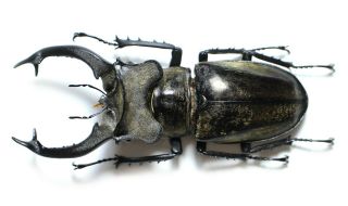 Lucanidae,  Lucanus Sericeus Ohbayasii Big Size