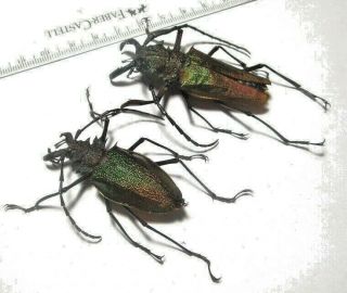 Cerambycidae Prioninae Psalidognathus Superbus Pair 62mm&51mm 1 From Peru
