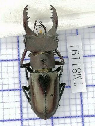 Lucanidae Tm81191 Lucanus Klapperichi Sp 37.  5mm Guangdong